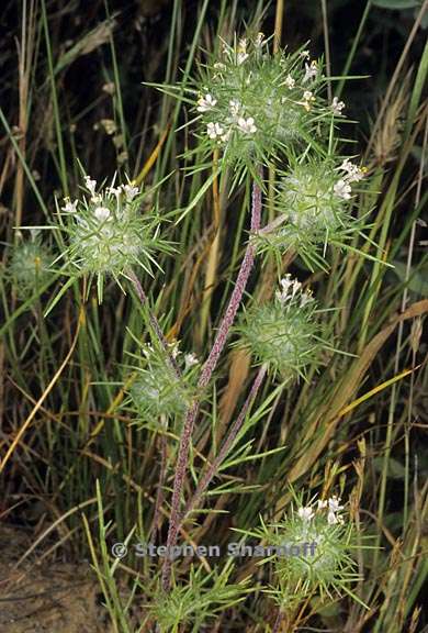 navarretia intertexta ssp intertexta 1 graphic